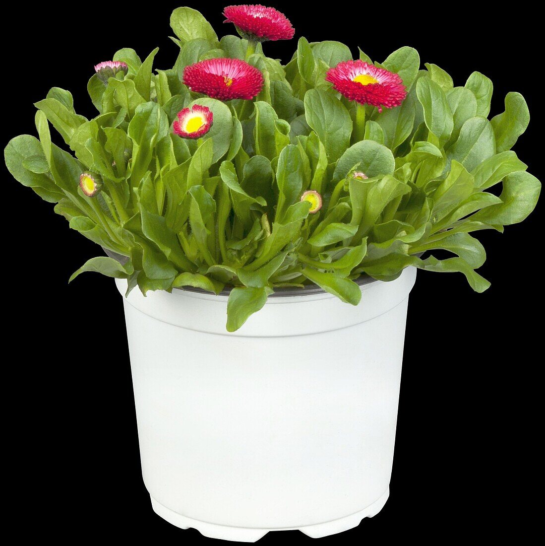 Bellis perennis