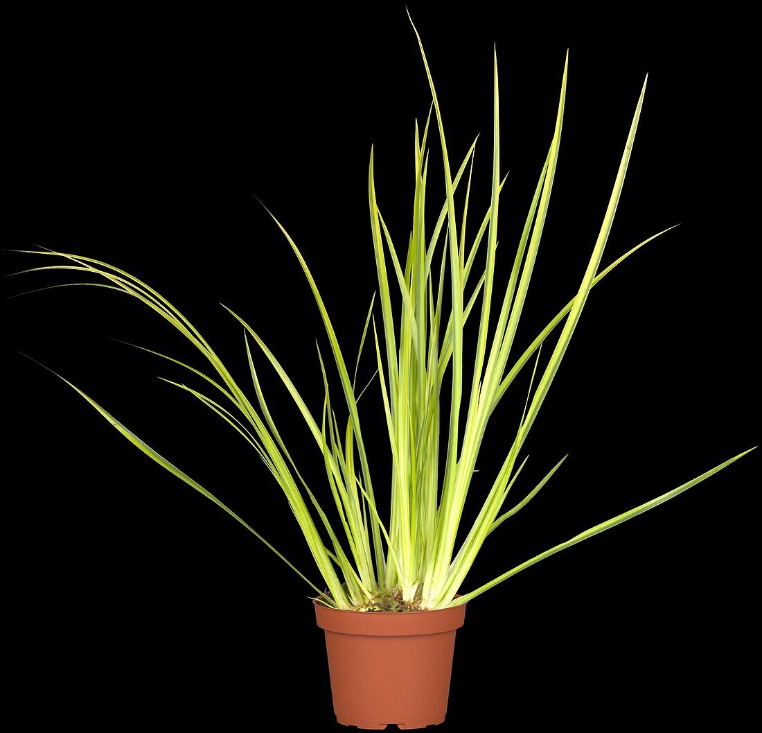 Juncus