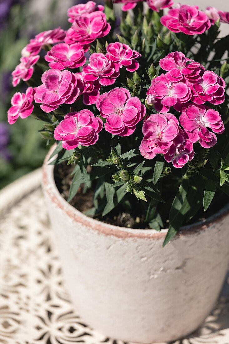 Dianthus caryophyllus Peman