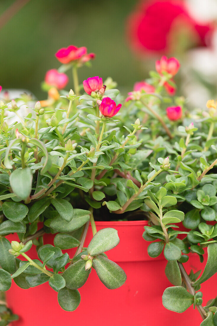 Portulaca oleracea