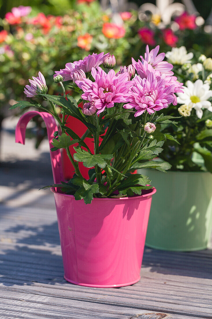 Chrysanthemum indicum, pink