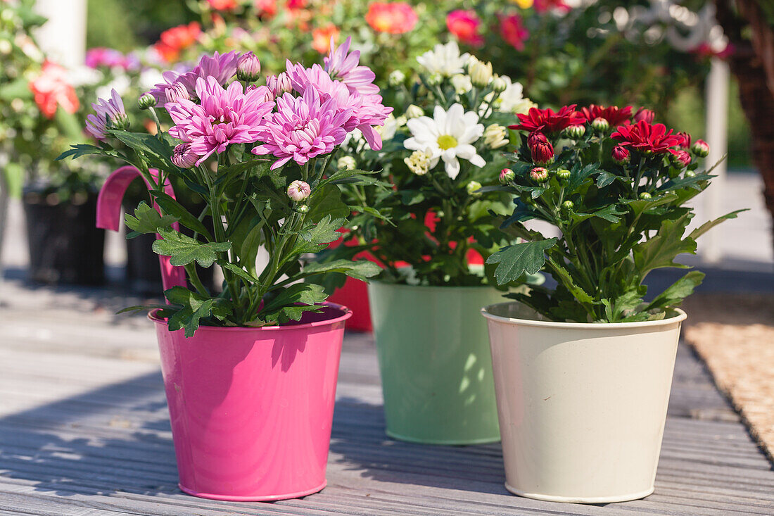 Chrysanthemum indicum