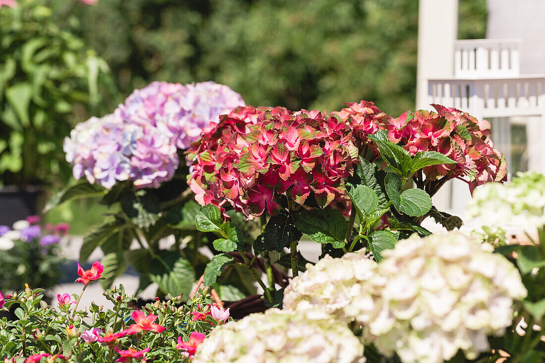 Hydrangea macrophylla, red