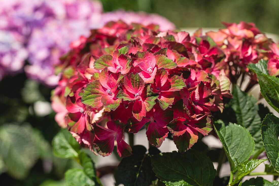 Hydrangea macrophylla, red