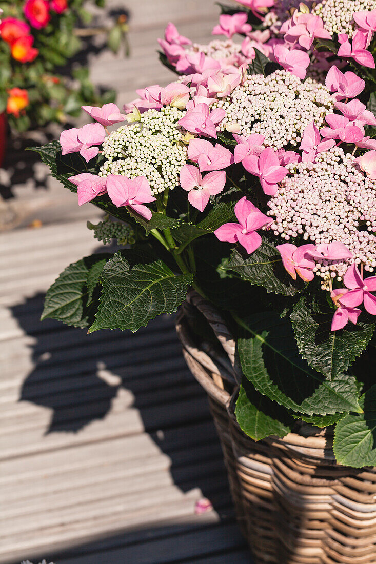 Hydrangea macrophylla