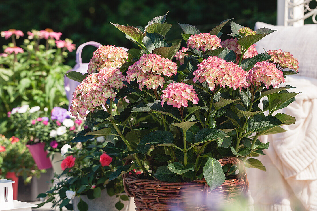 Hydrangea macrophylla, bicoloured