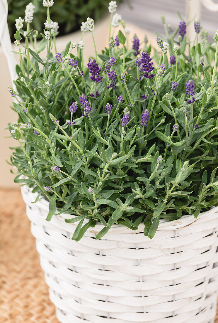 Lavandula angustifolia 'DUO'