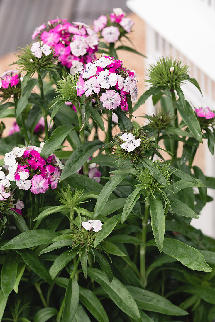 Dianthus barbatus Victoria