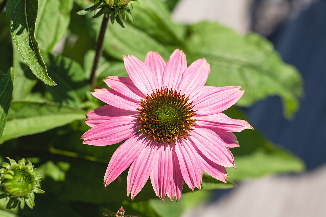 Echinacea purpurea pink