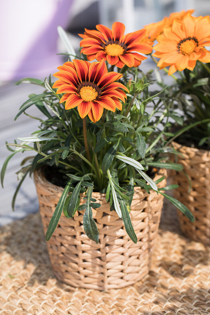 Gazania, orange