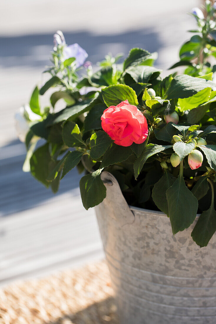 Impatiens walleriana, pink