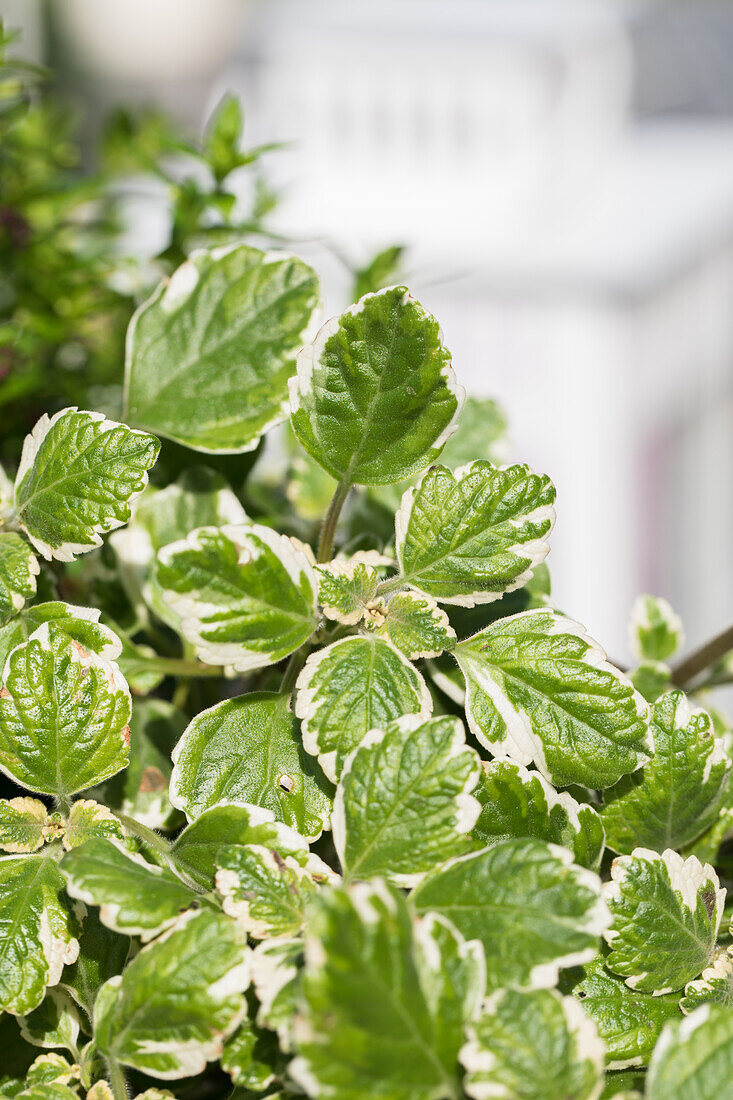 Plectranthus coleoides Variegata