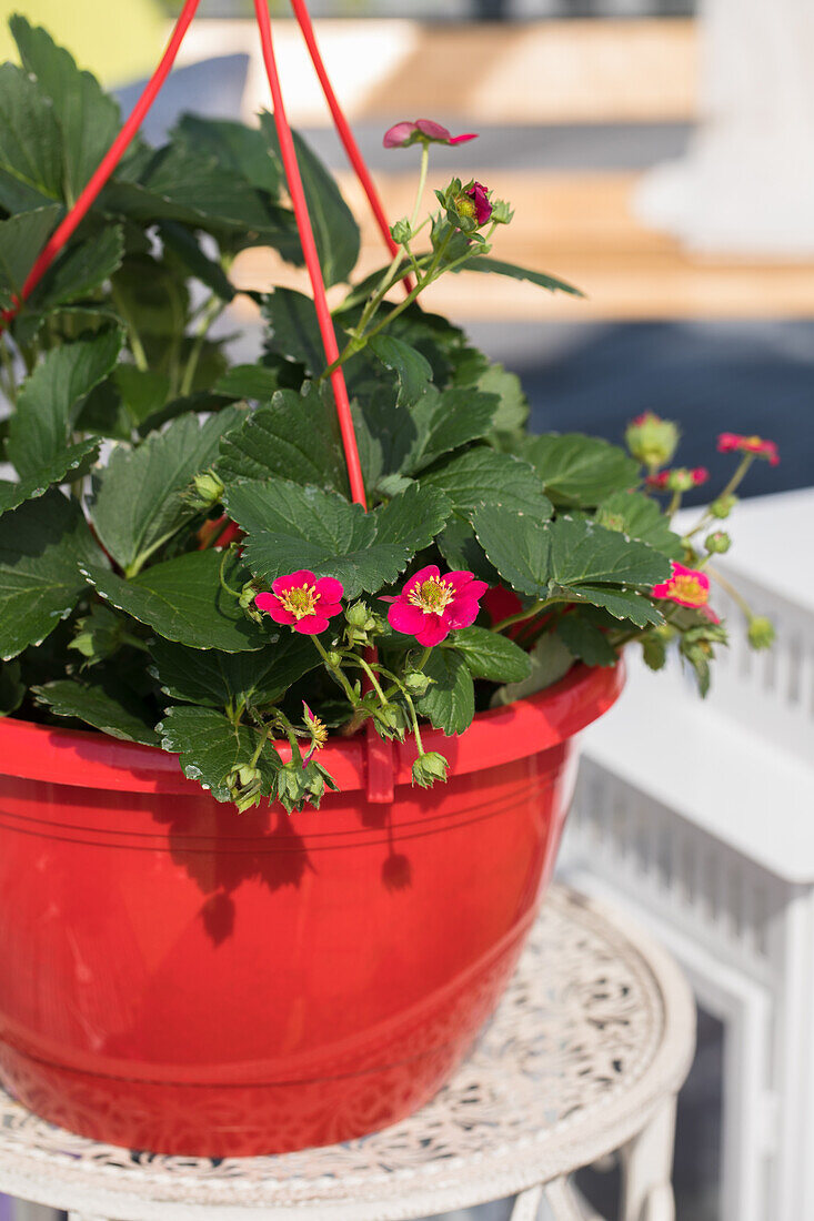 Fragaria x pineapple 'Fragoo® Toscana