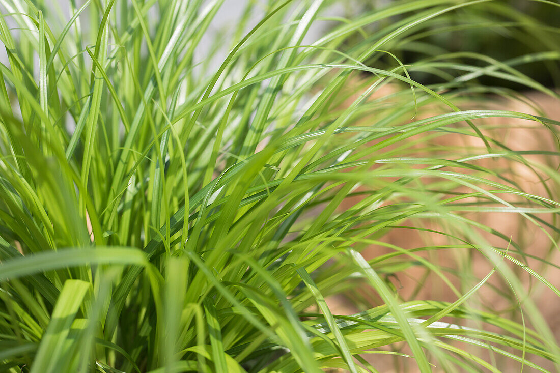 Cyperus zumula