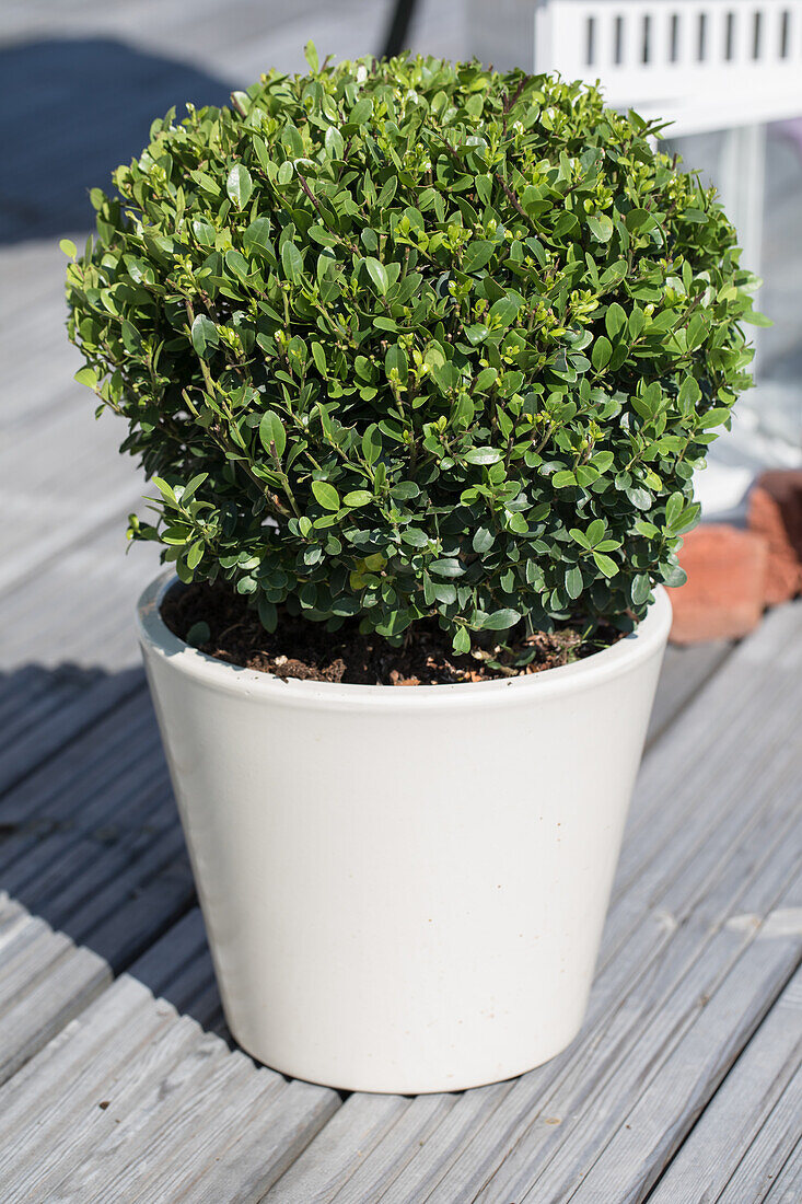 Ilex crenata, globe