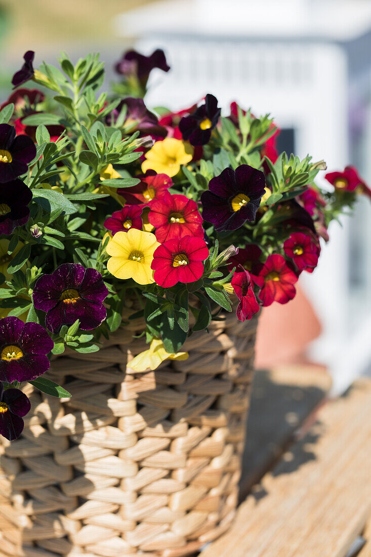 Calibrachoa