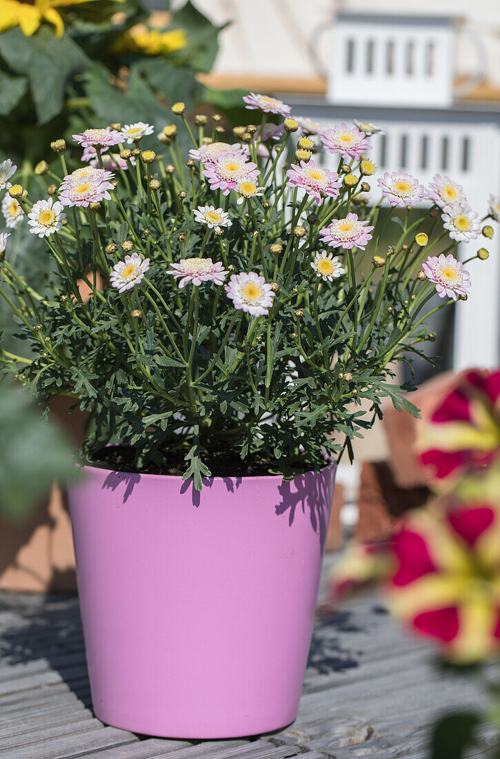 Argyranthemum frutescens flushed, pink