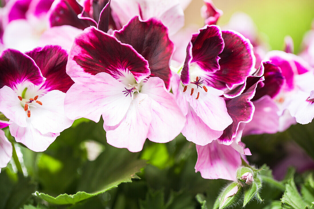 Pelargonium grandiflorum, bicoloured