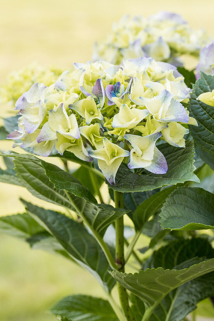 Hydrangea macrophylla, blau