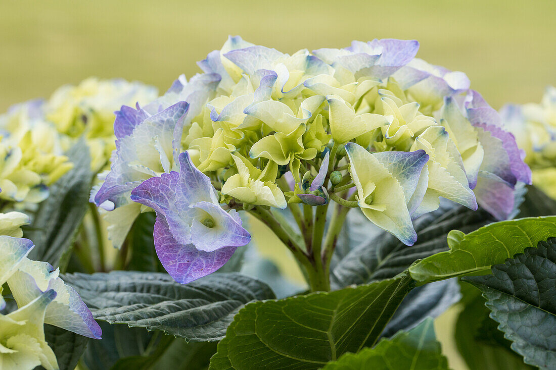 Hydrangea macrophylla, blue