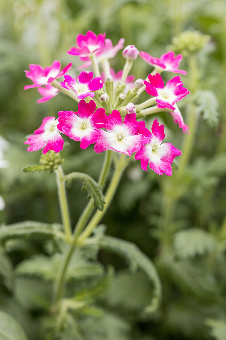 Verbena 