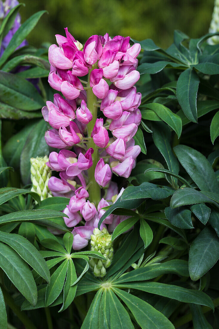 Lupinus polyphyllus, rosa