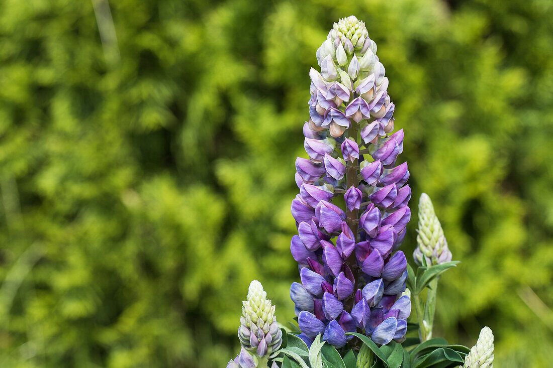 Lupinus polyphyllus, blue