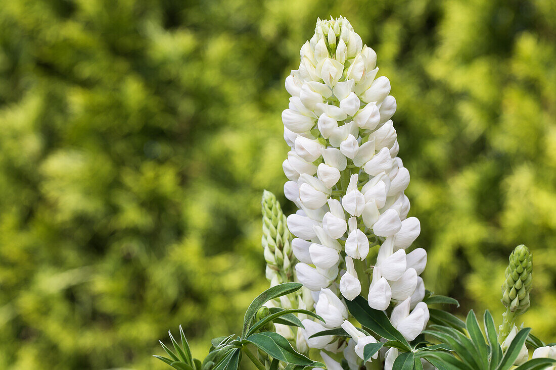 Lupinus polyphyllus, white