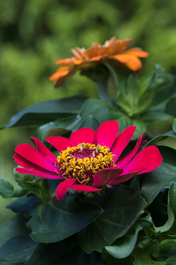 Zinnia haageana 'Profusion Cherry