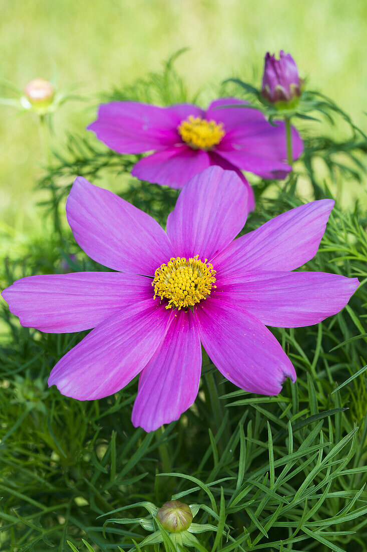 Cosmos bipinnatus, pink