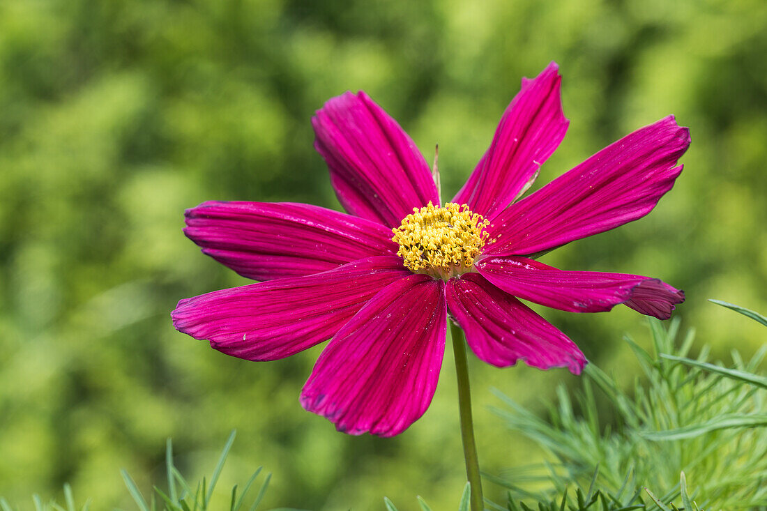 Cosmos bipinnatus, red