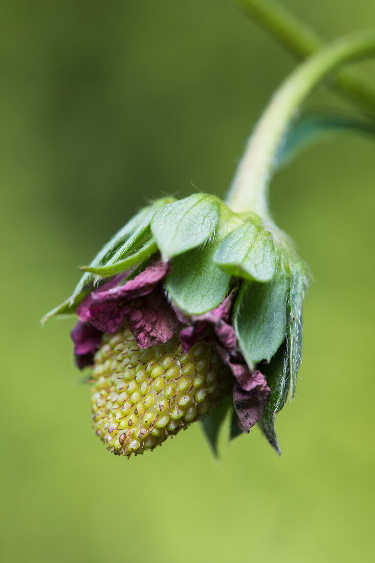 Fragaria