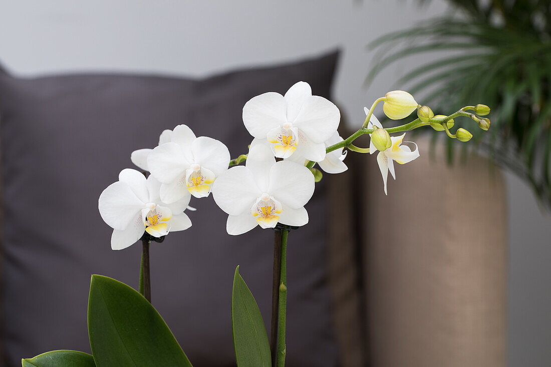 Phalaenopsis, white