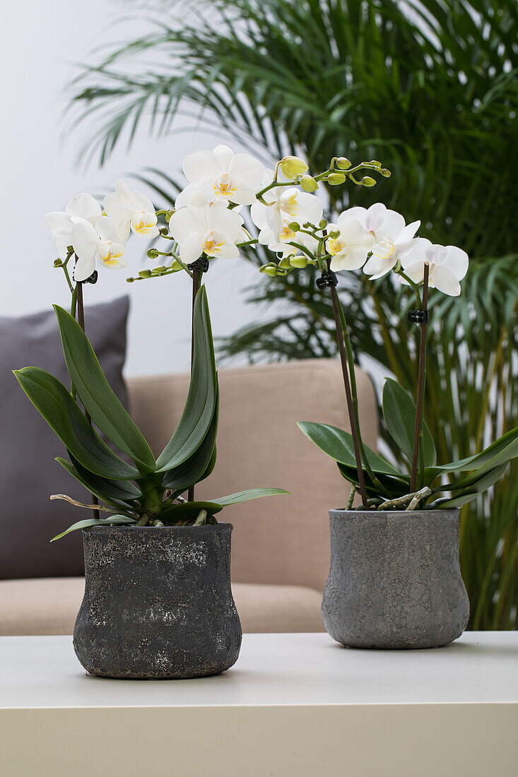 Phalaenopsis, white