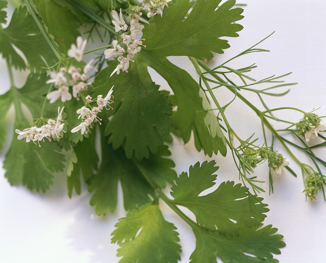 Coriander with Blossoms