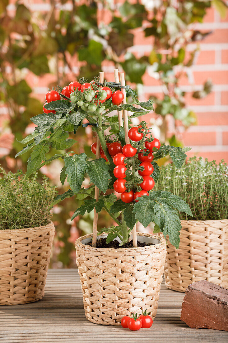 Solanum lycopersicum var. cerasiforme