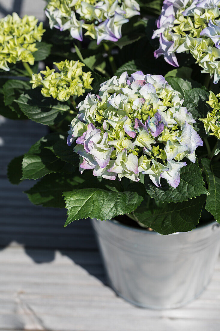 Hydrangea macrophylla, blue