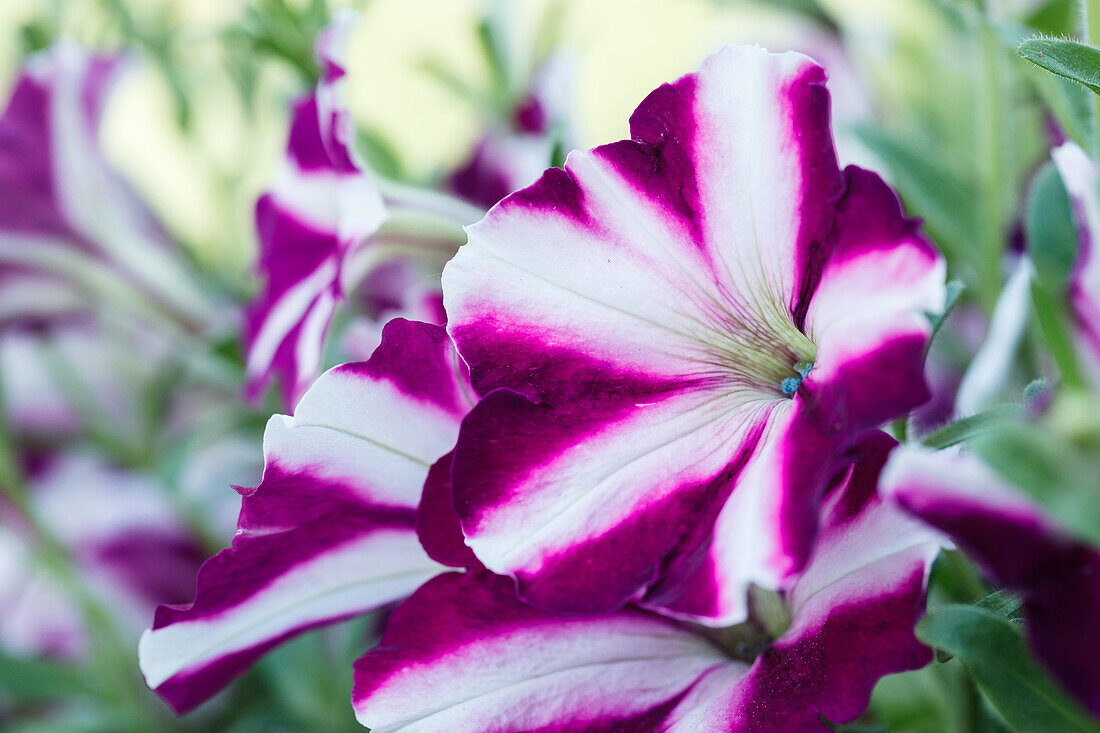 Petunia 'Amore™ Joy'