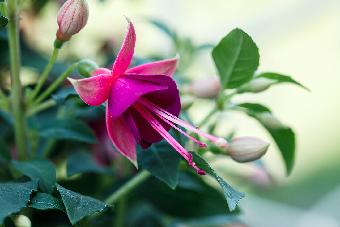 Fuchsia 'Jollies® Tricolore'