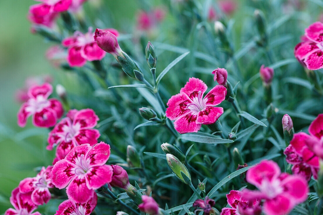 Dianthus caryophyllus