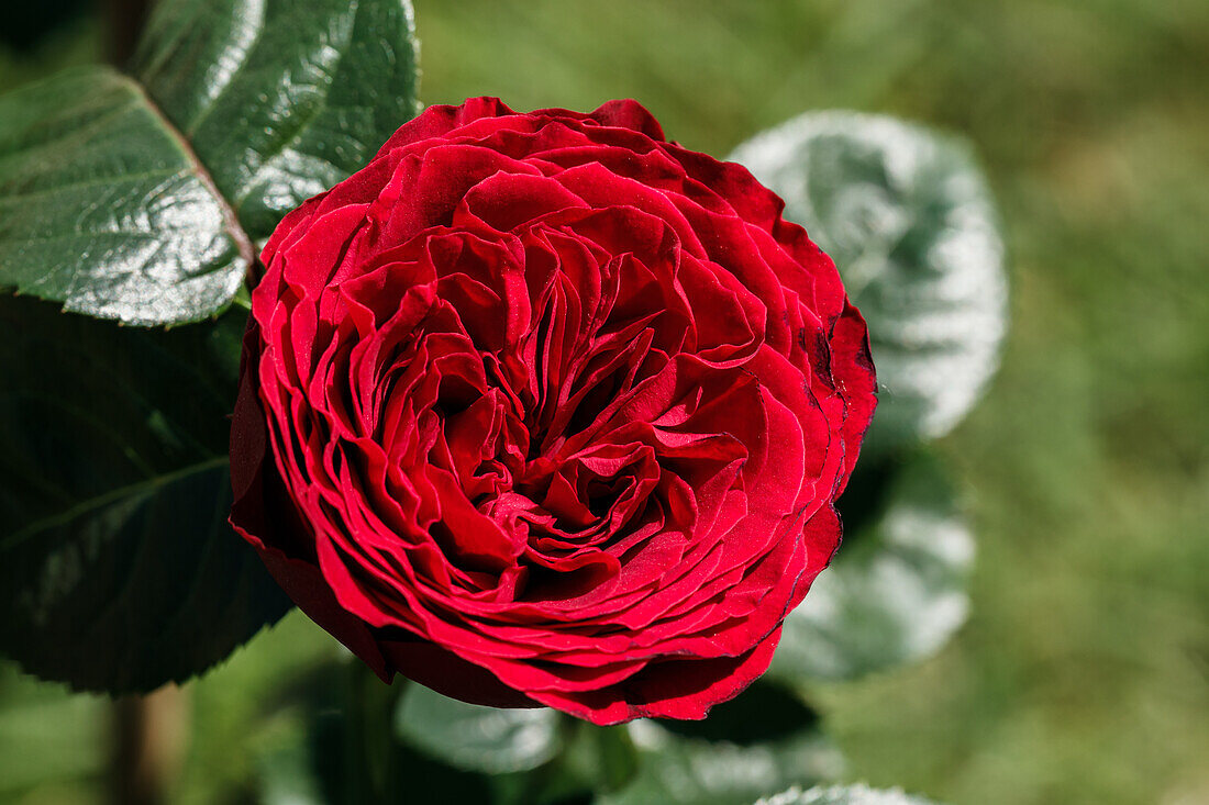 Rosa