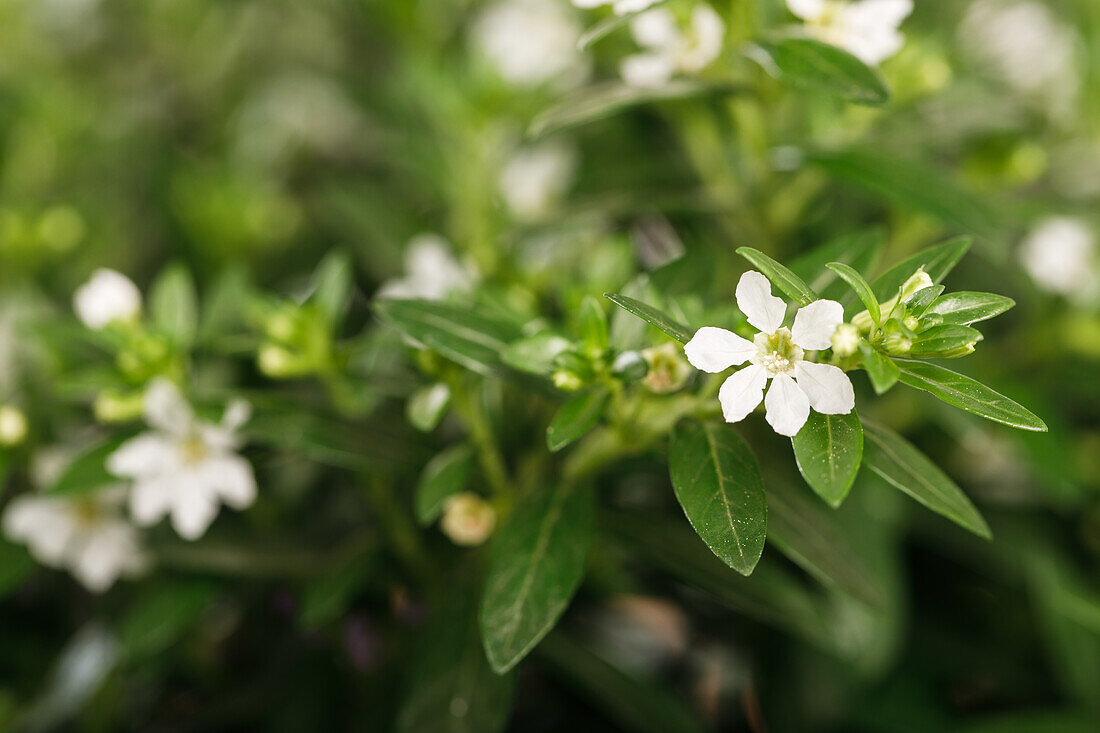 Cuphea hyssopifolia, white