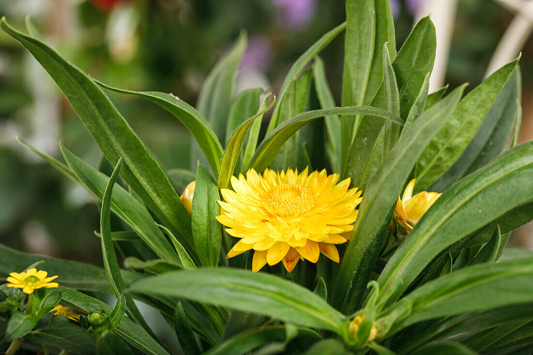 Helichrysum bracteatum, yellow