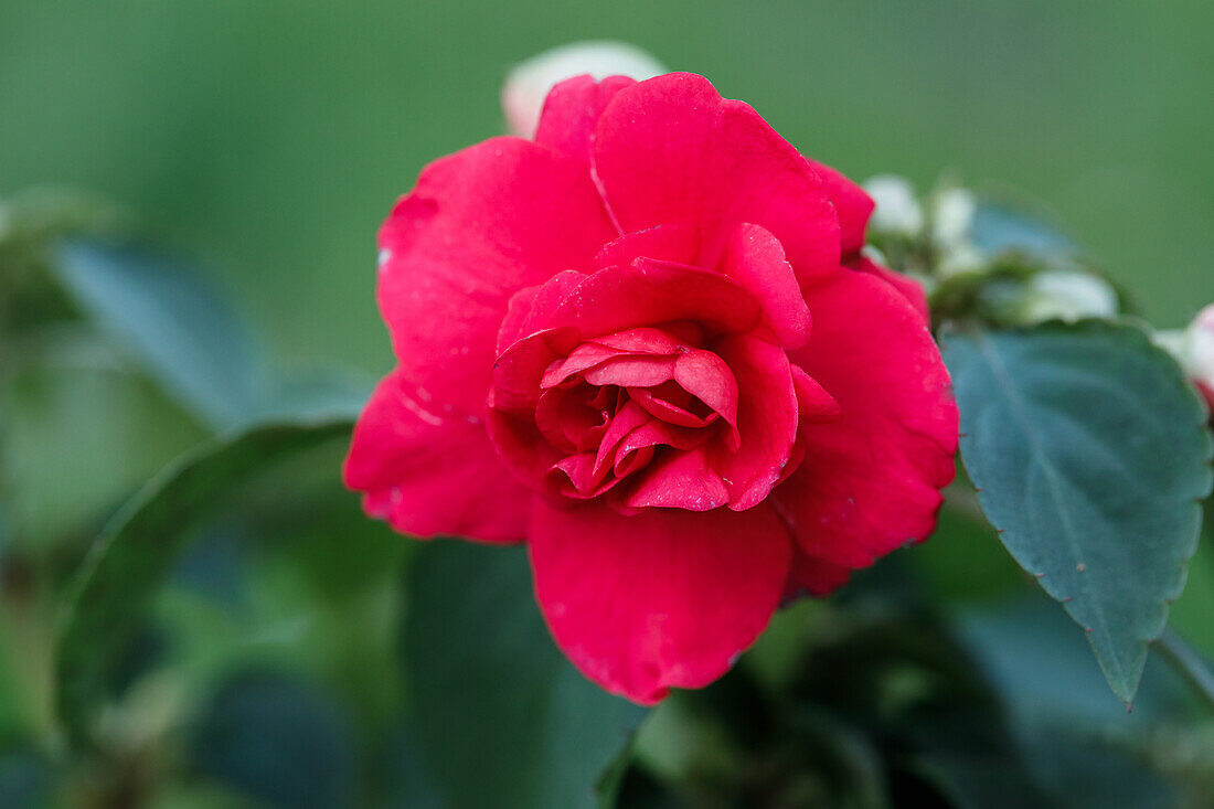 Impatiens walleriana, rot