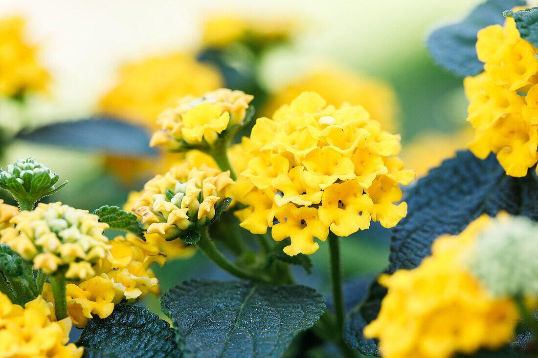 Lantana camara, gelb