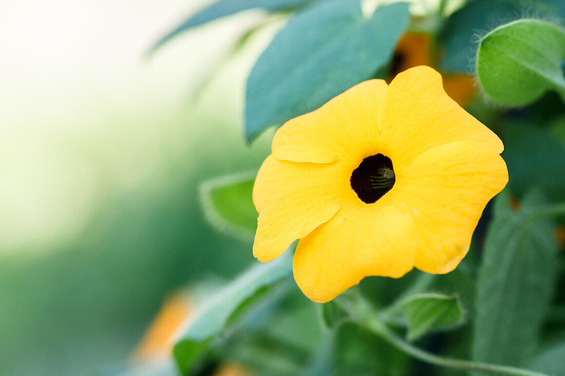 Thunbergia alata