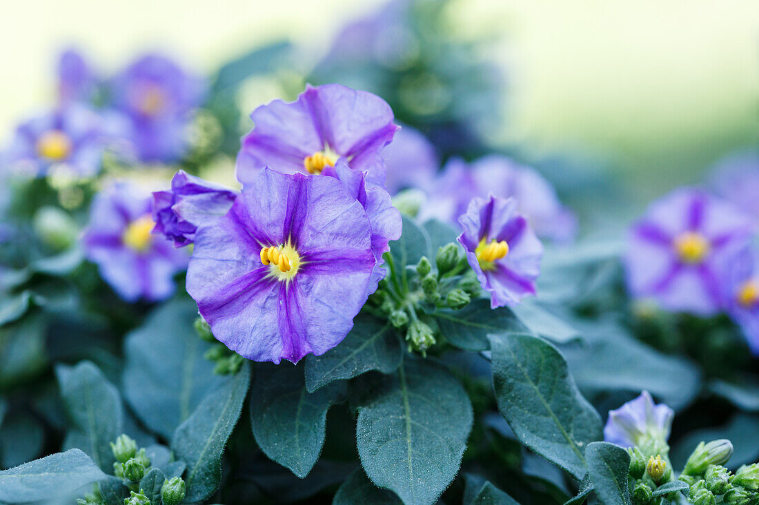 Solanum rantonnetii, blau