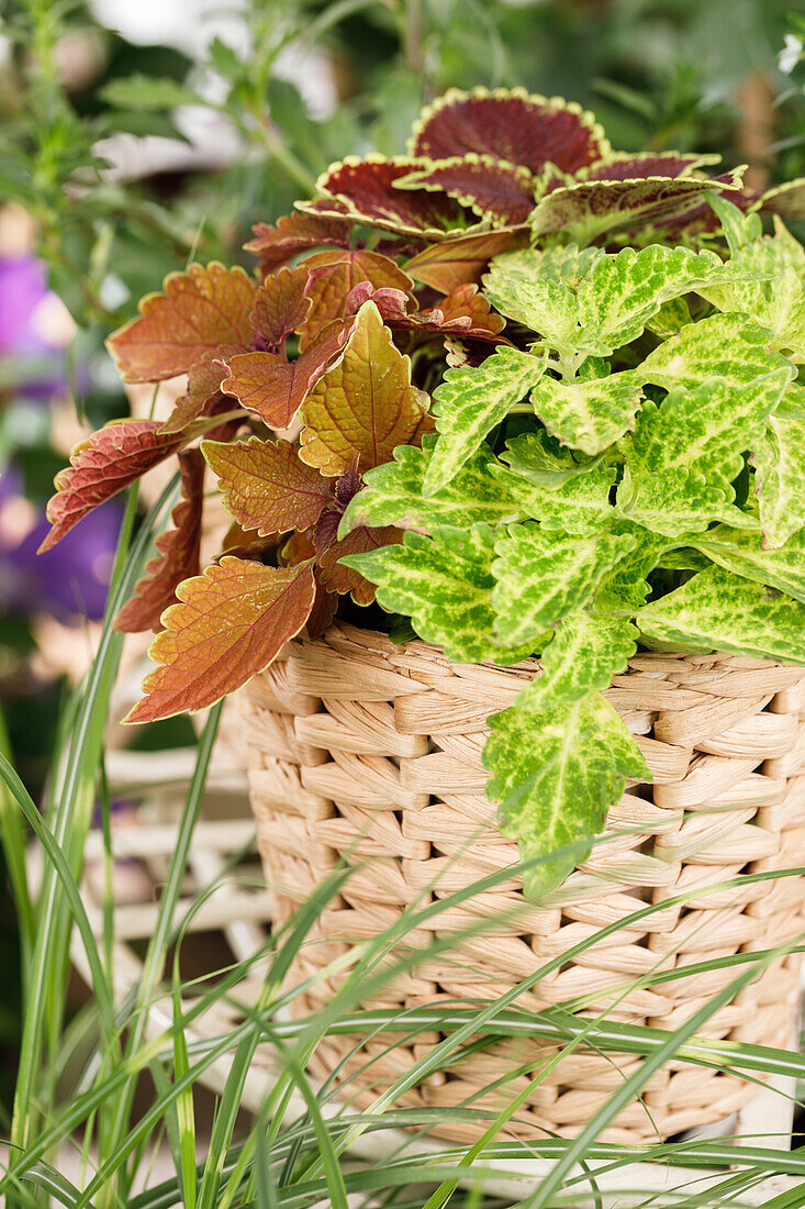 Plectranthus scutellarioides