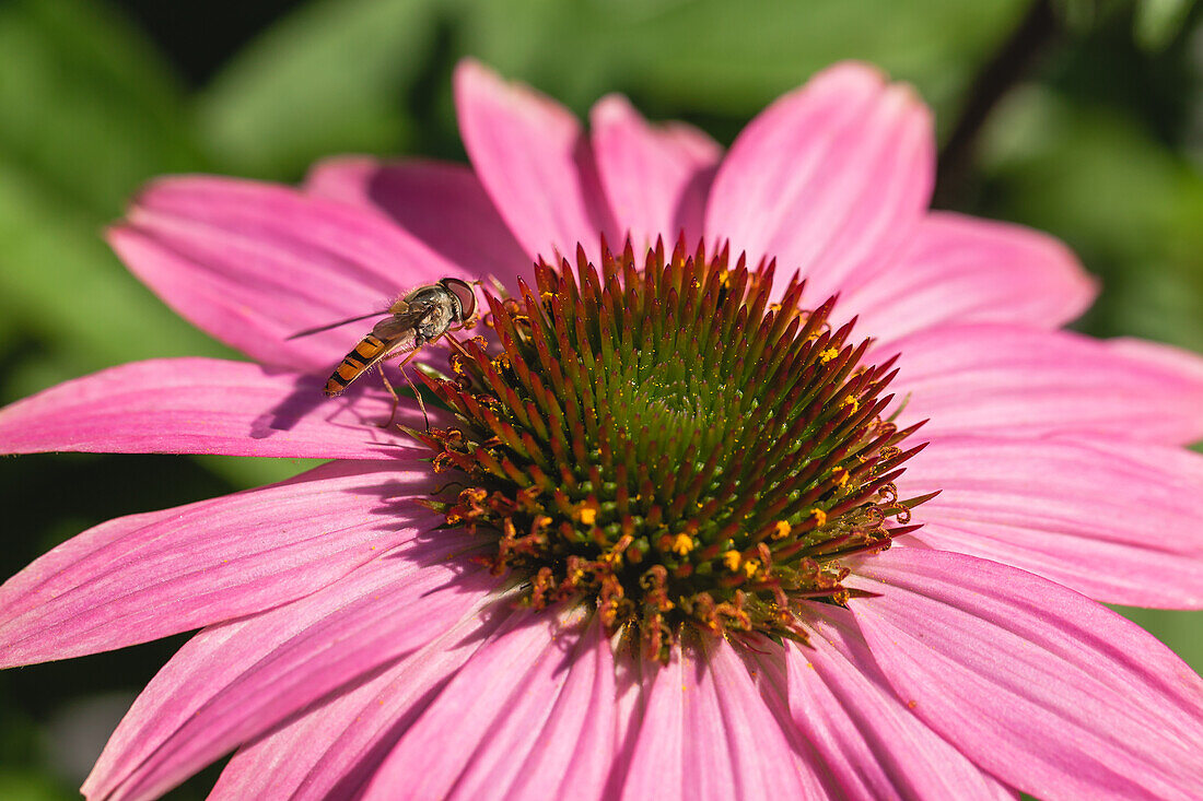 Echinacea purpurea, pink