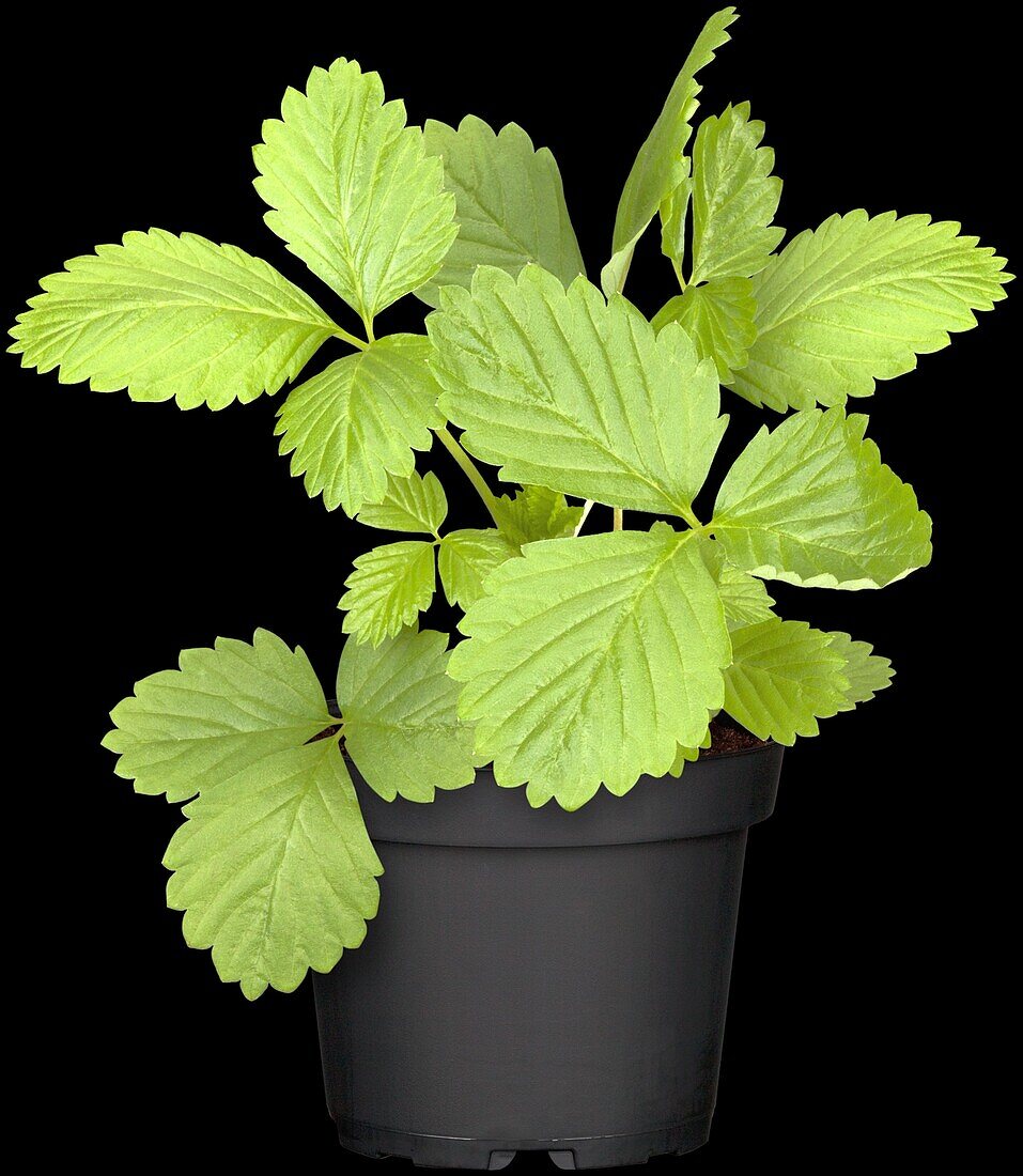 Fragaria vesca